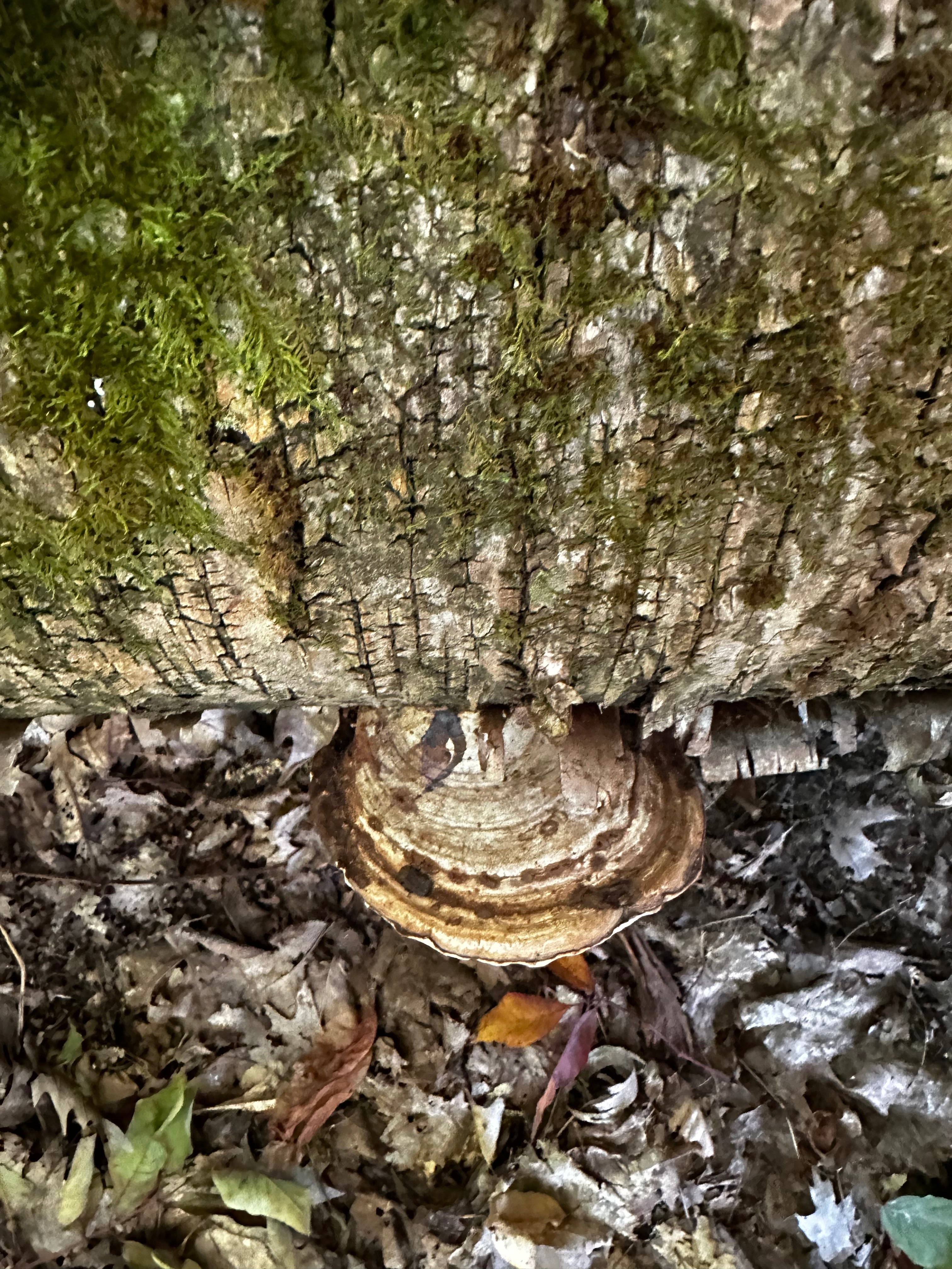 Ganoderma applanatum