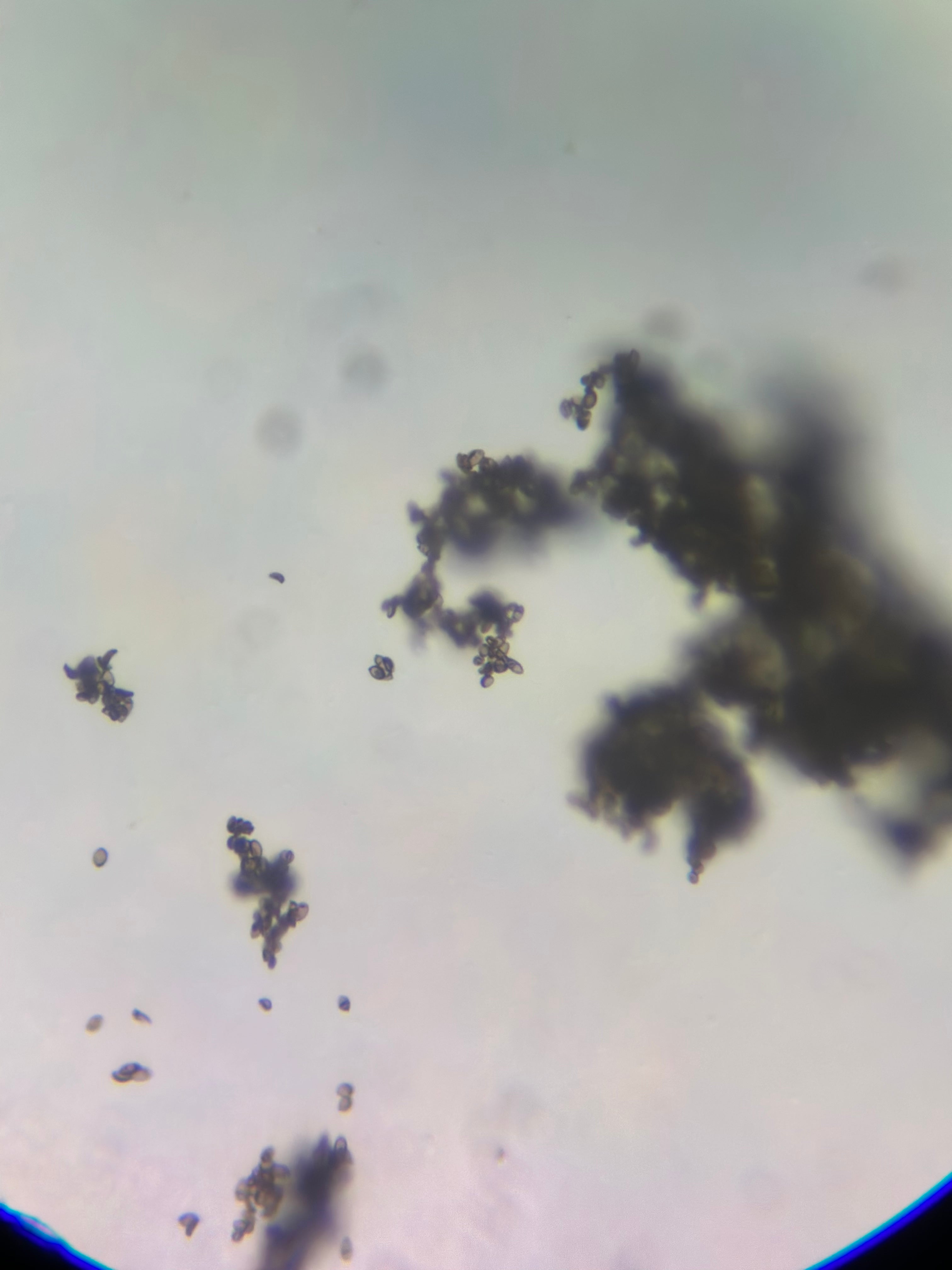 Psilocybe Cyanescens