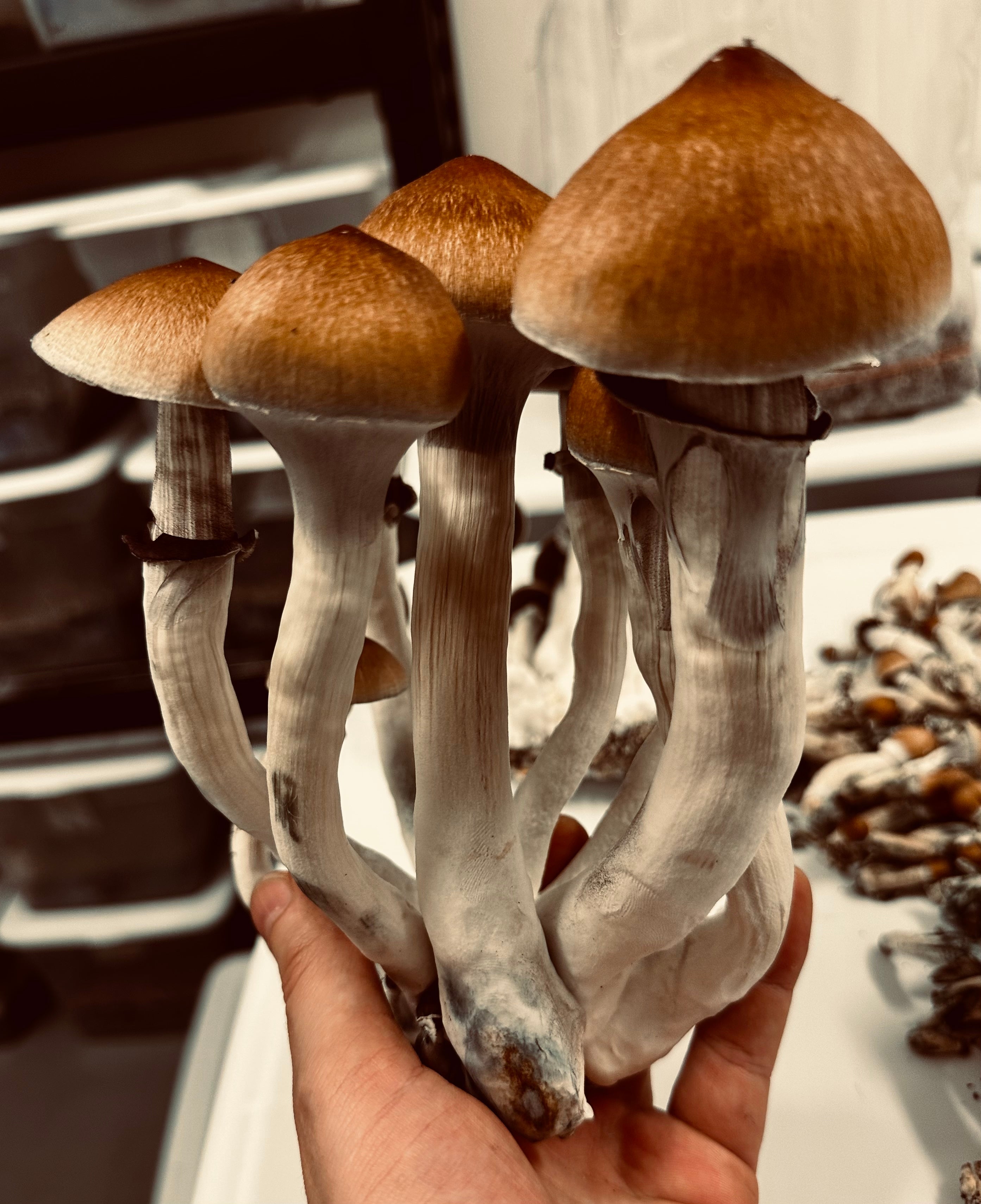 Golden Teacher