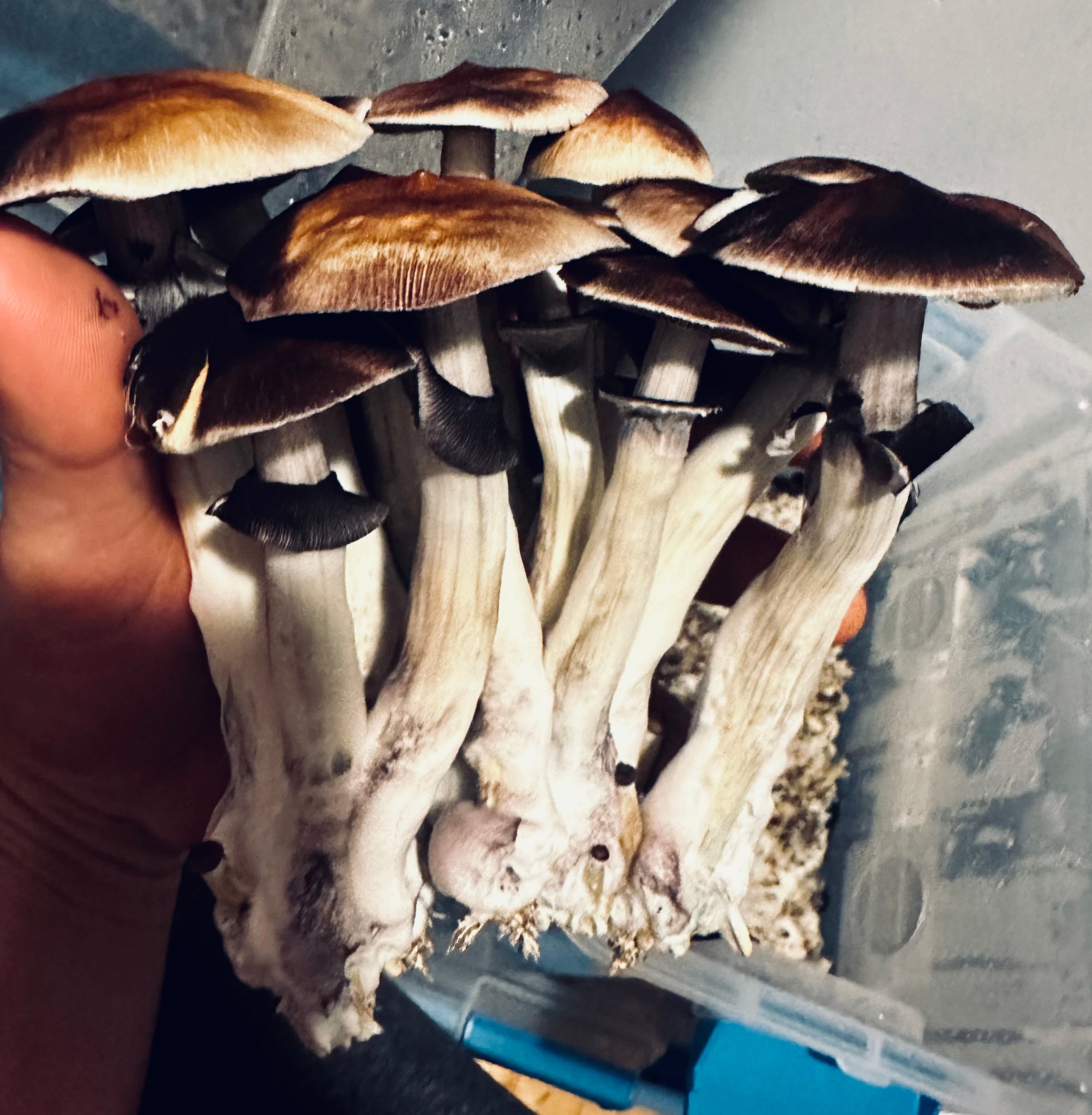 Golden Teacher