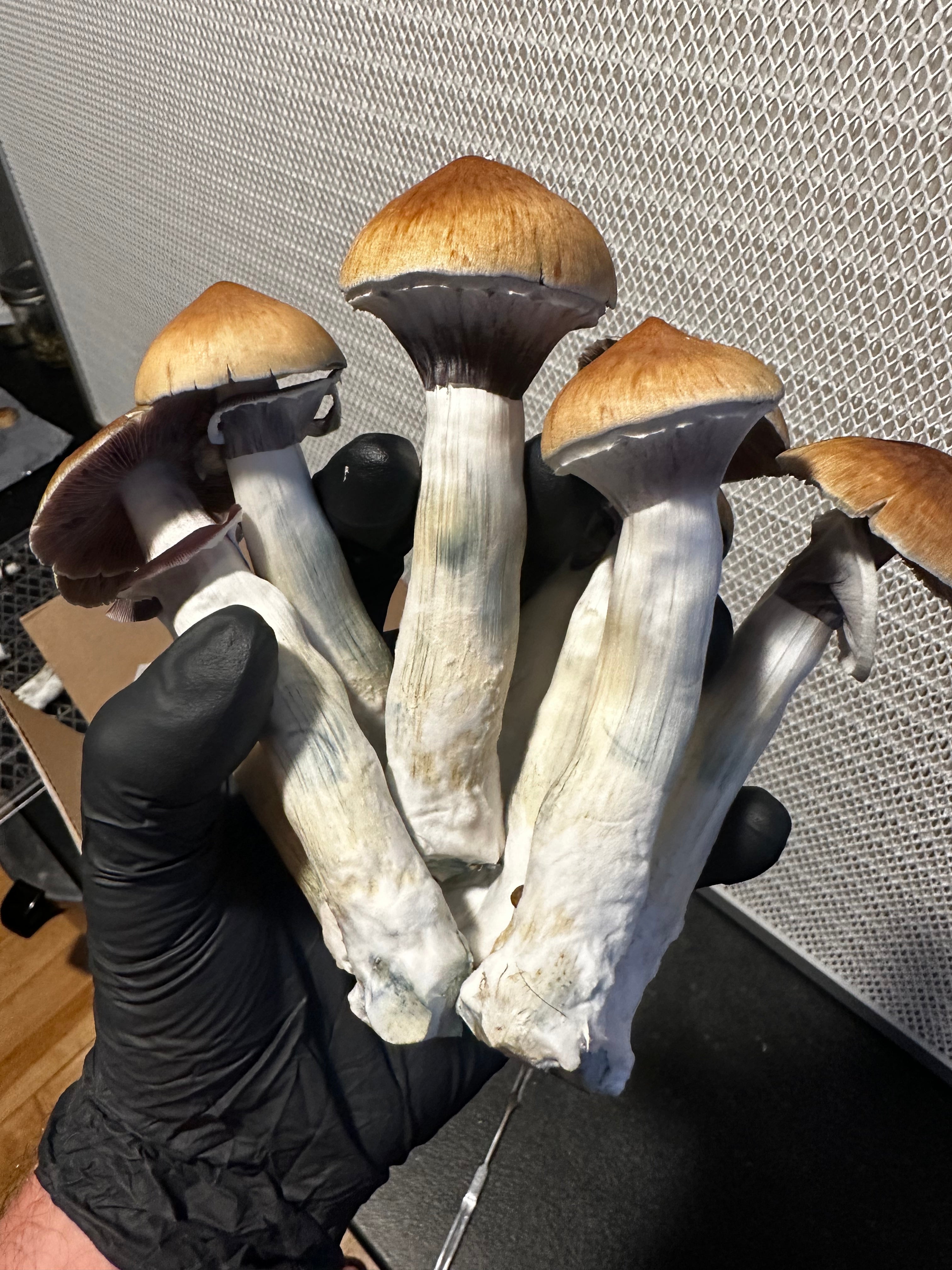 Golden Teacher