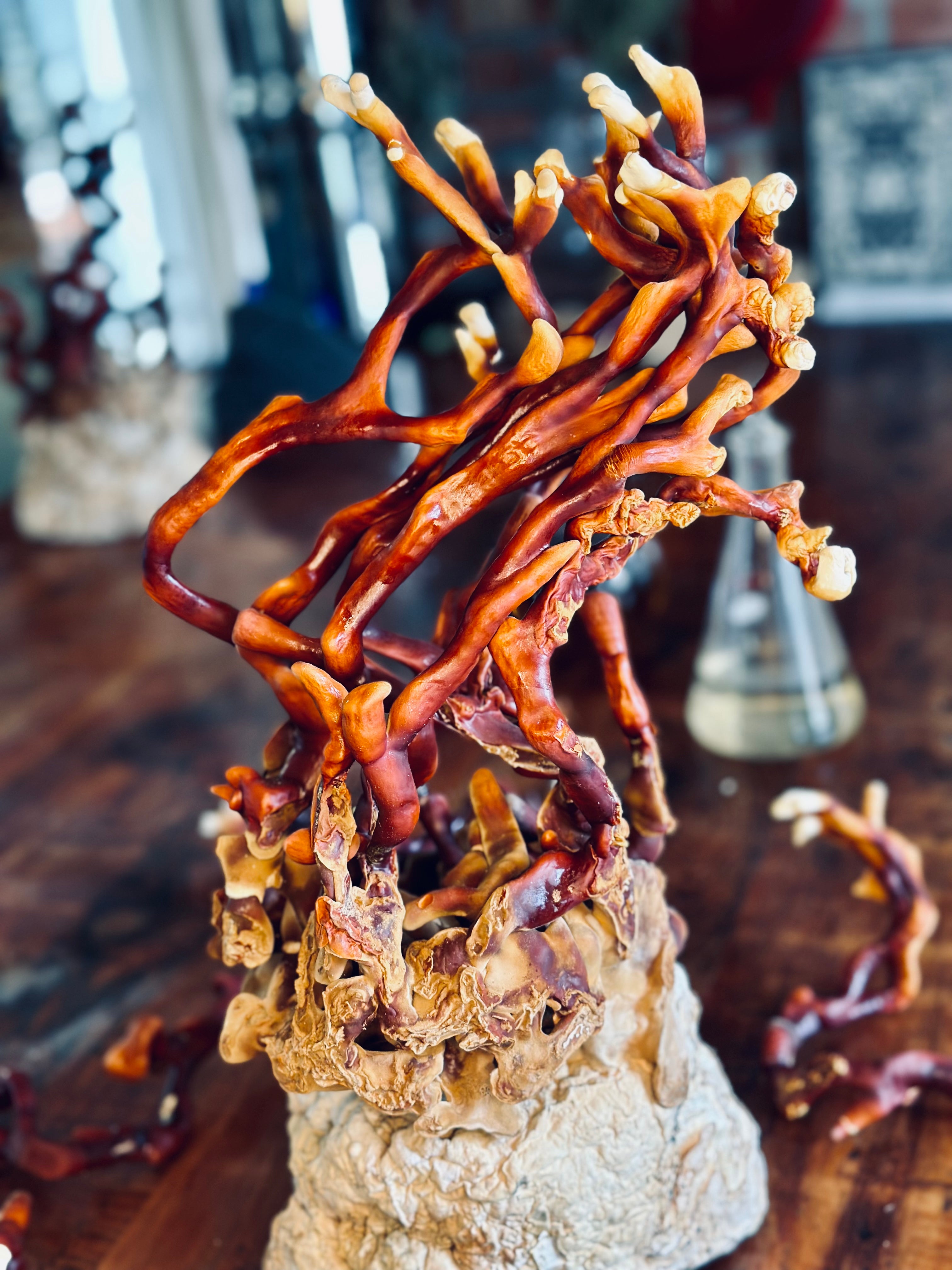 Ganoderma Multipileum