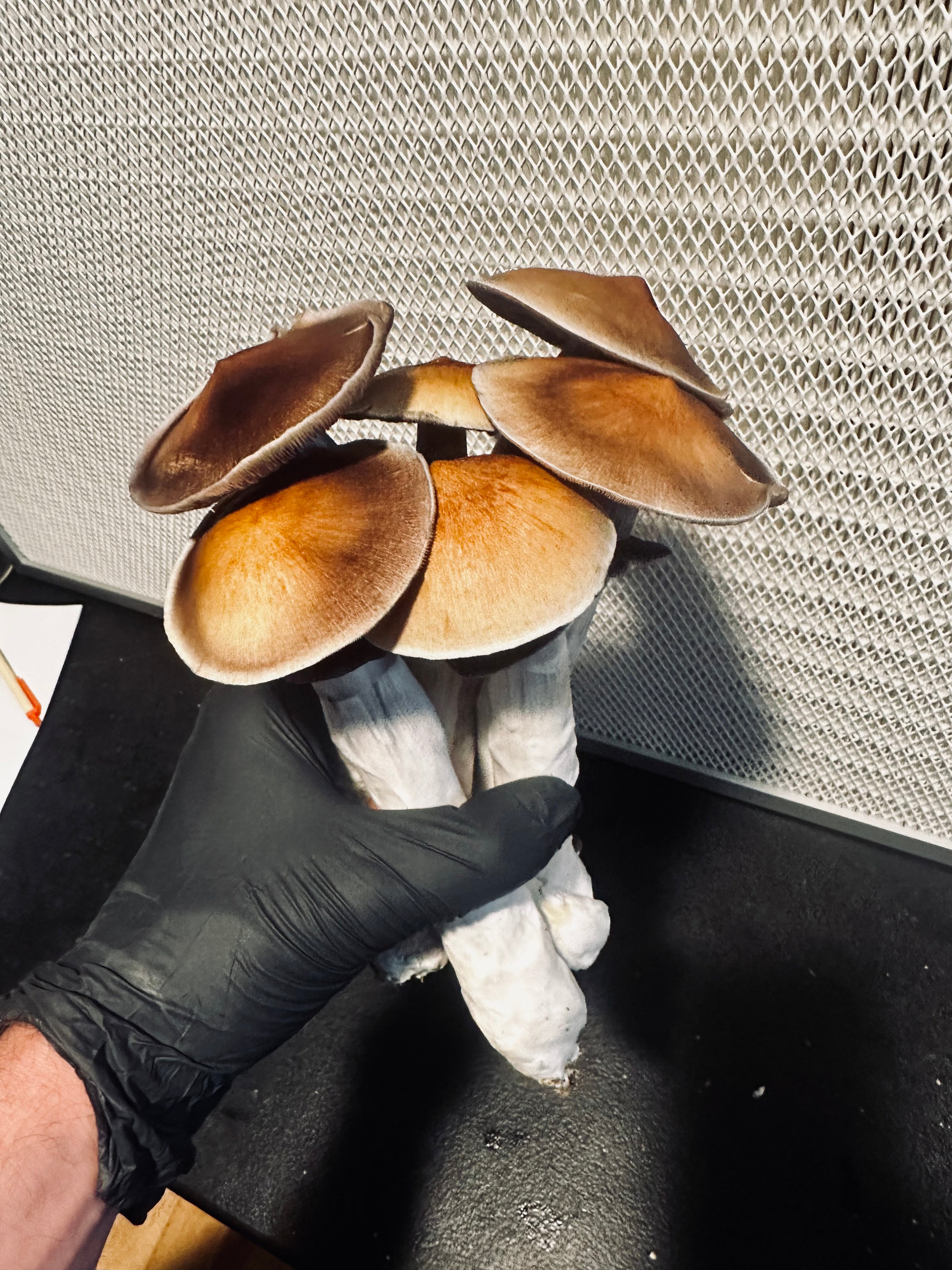 Golden Teacher