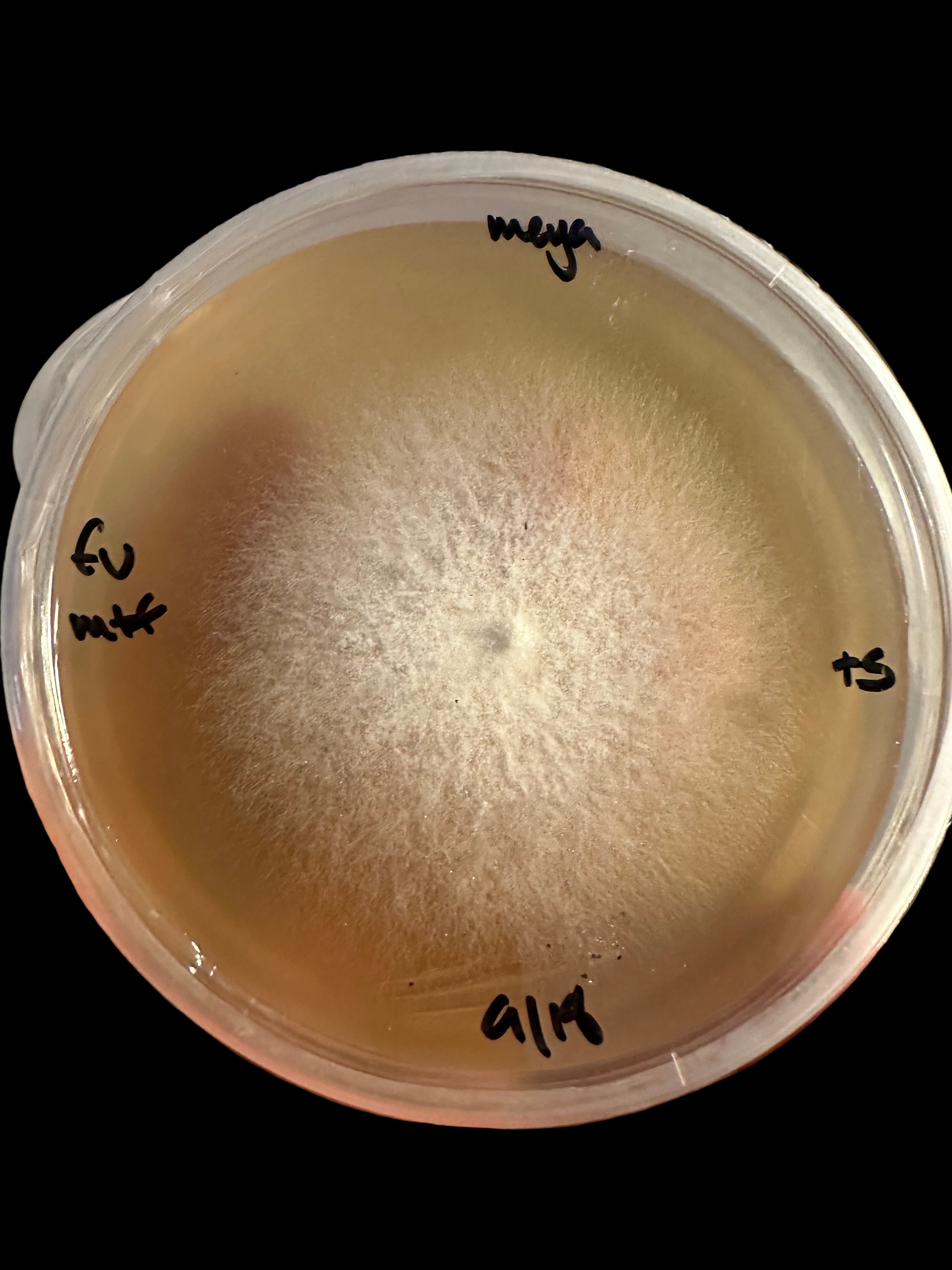 Flammulina velutipes