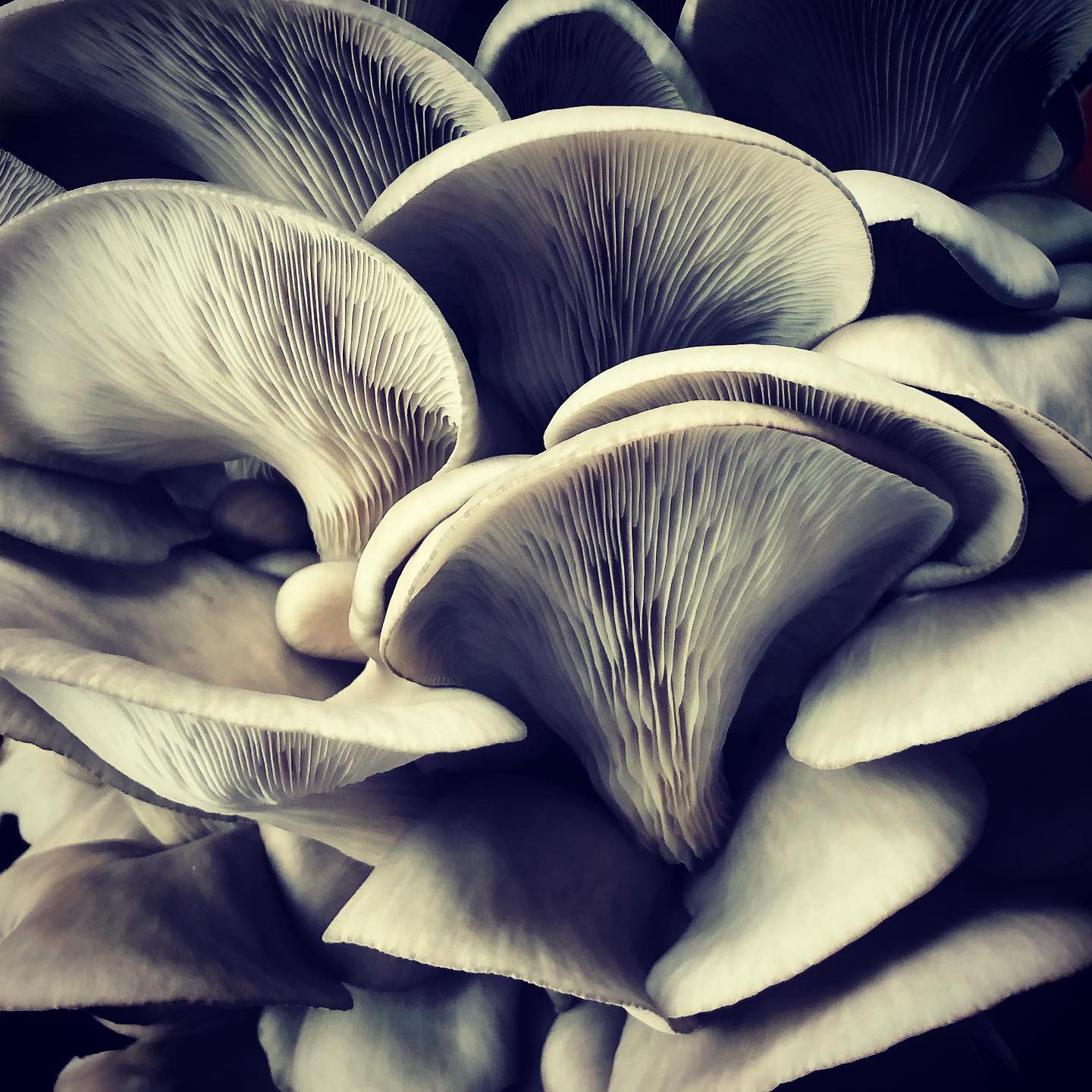 Fungorium Alchimiam