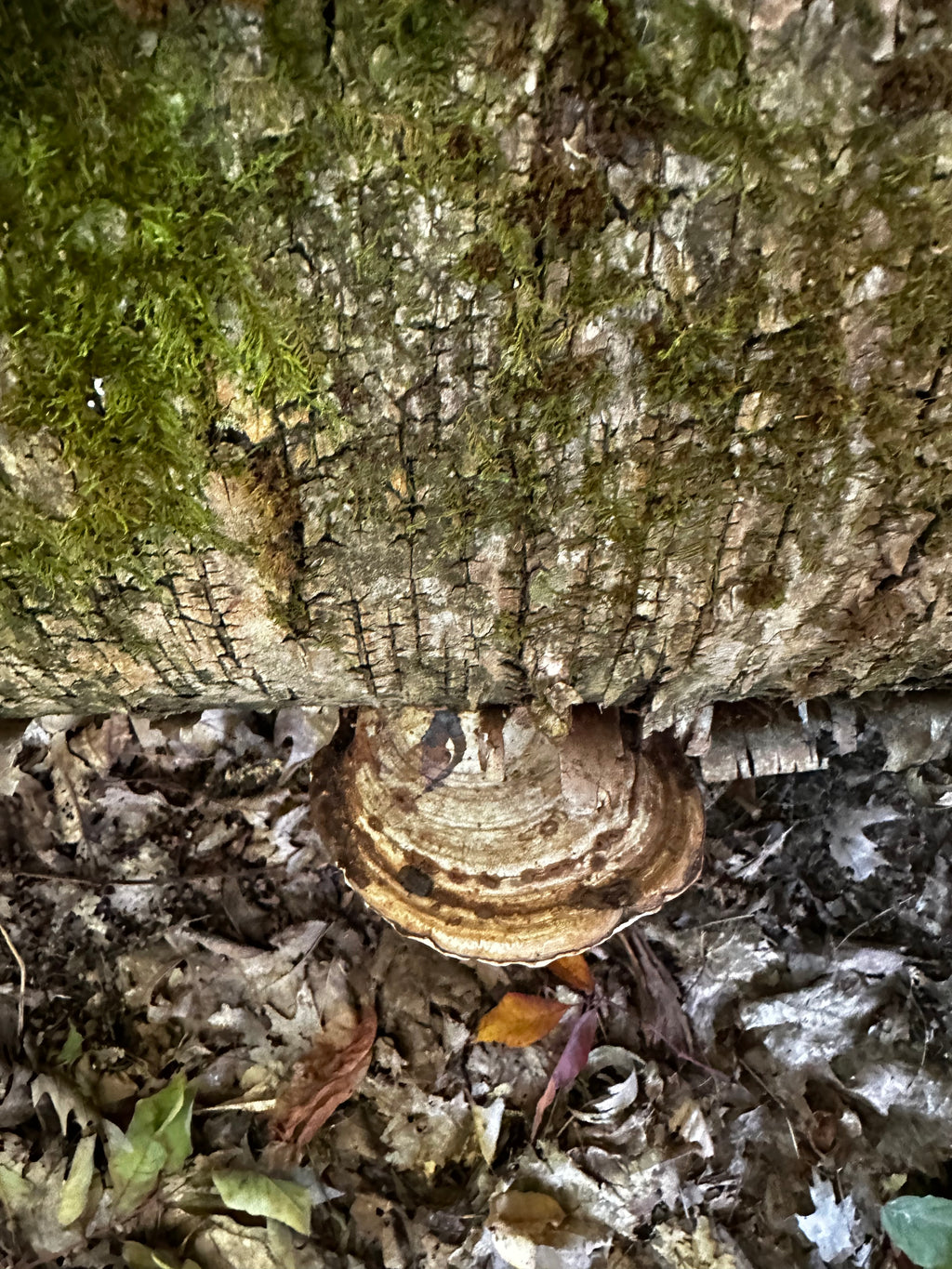 Ganoderma applanatum