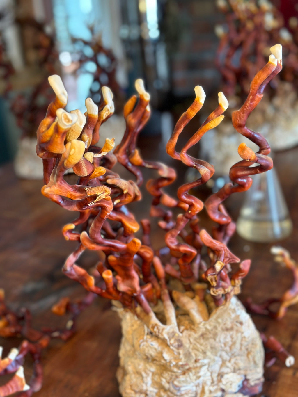 Ganoderma Multipileum