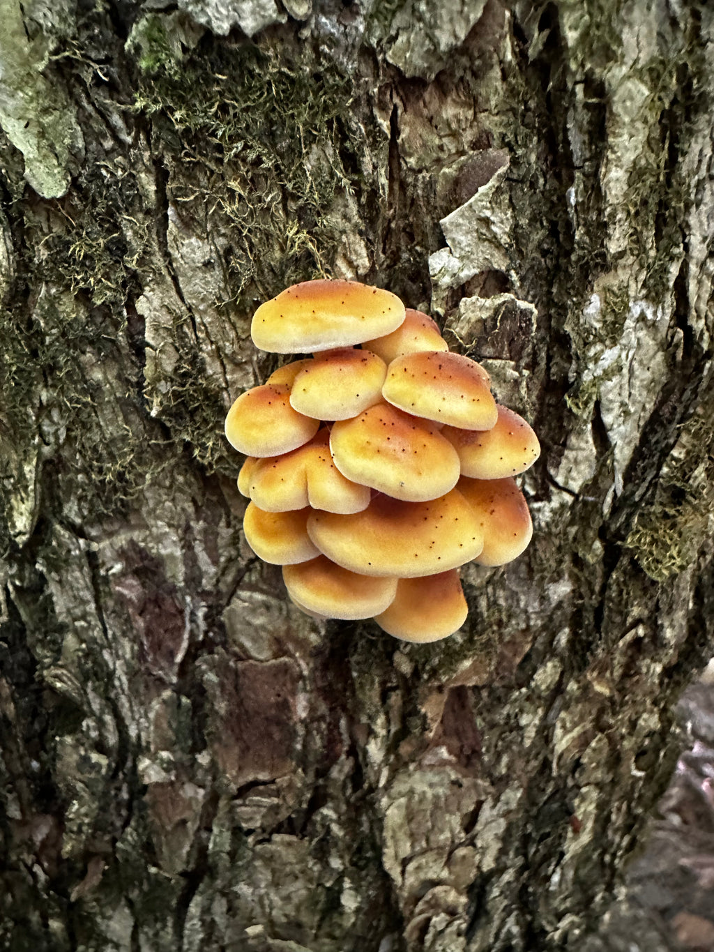 Flammulina velutipes