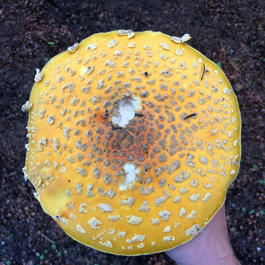 Amanita