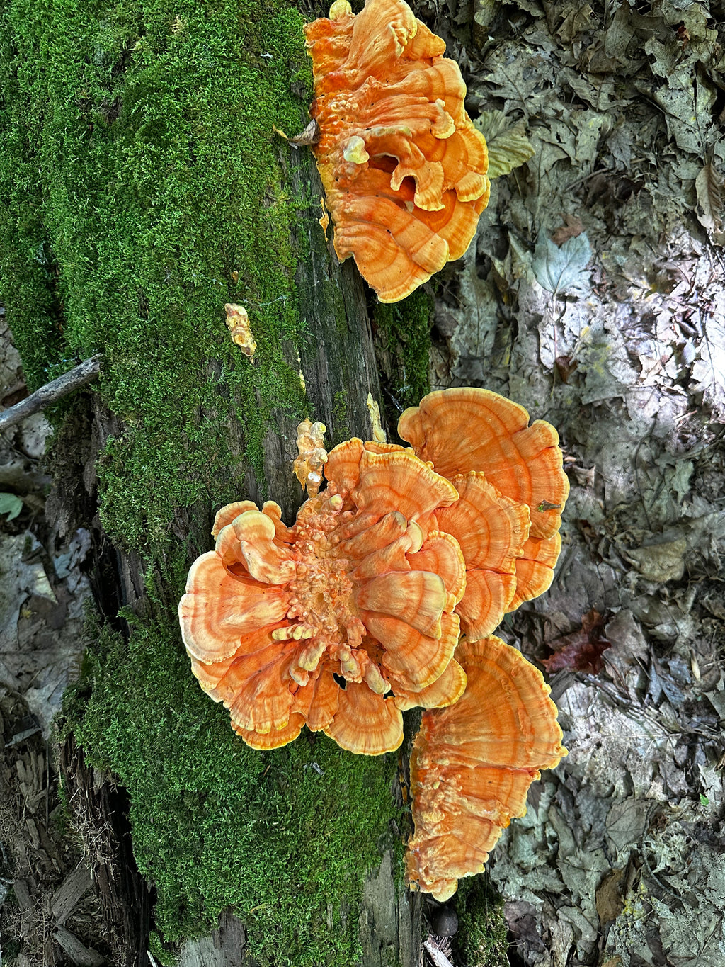 Chicken of The Woods