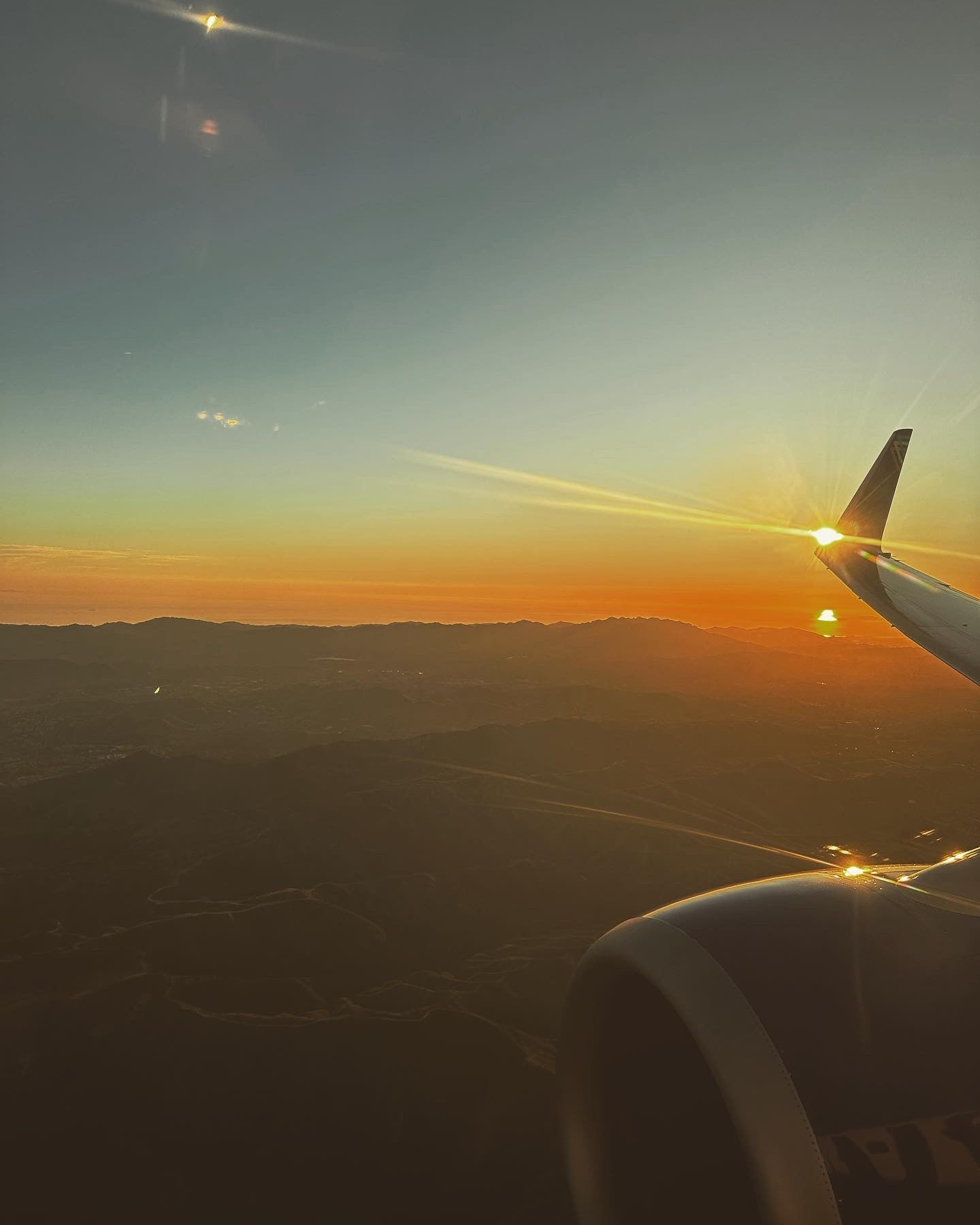 Psilocybe Cyanescens
