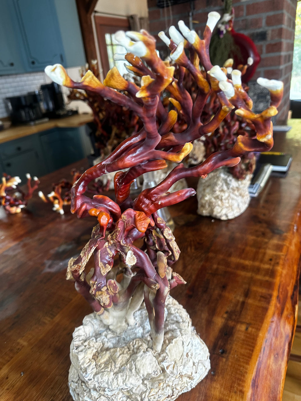 Ganoderma Multipileum