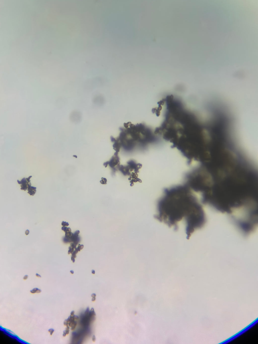 Psilocybe Cyanescens