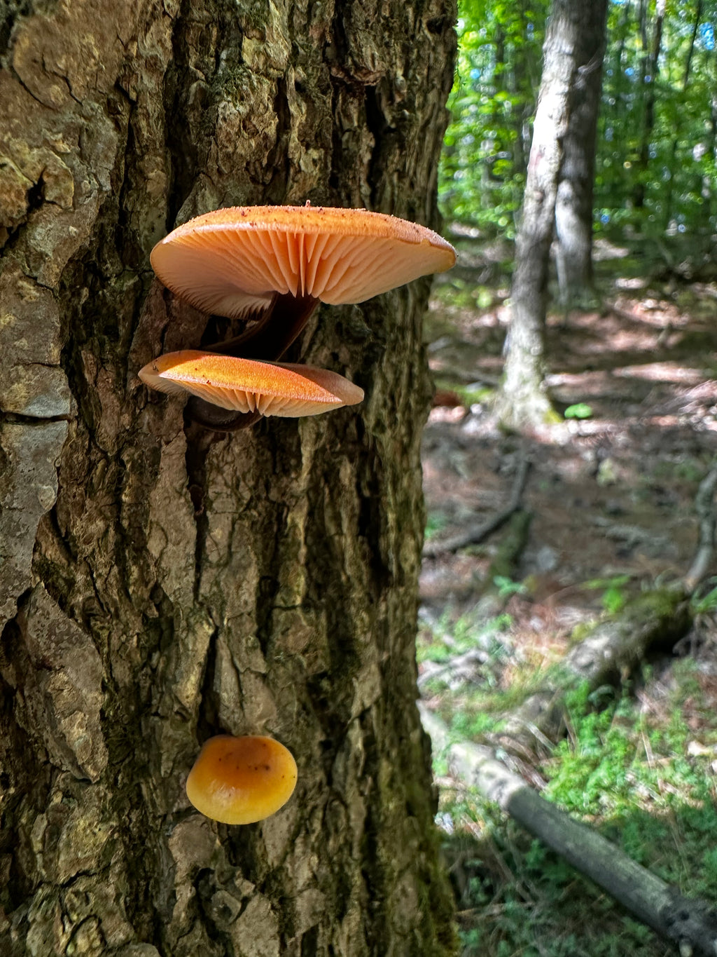 Flammulina velutipes