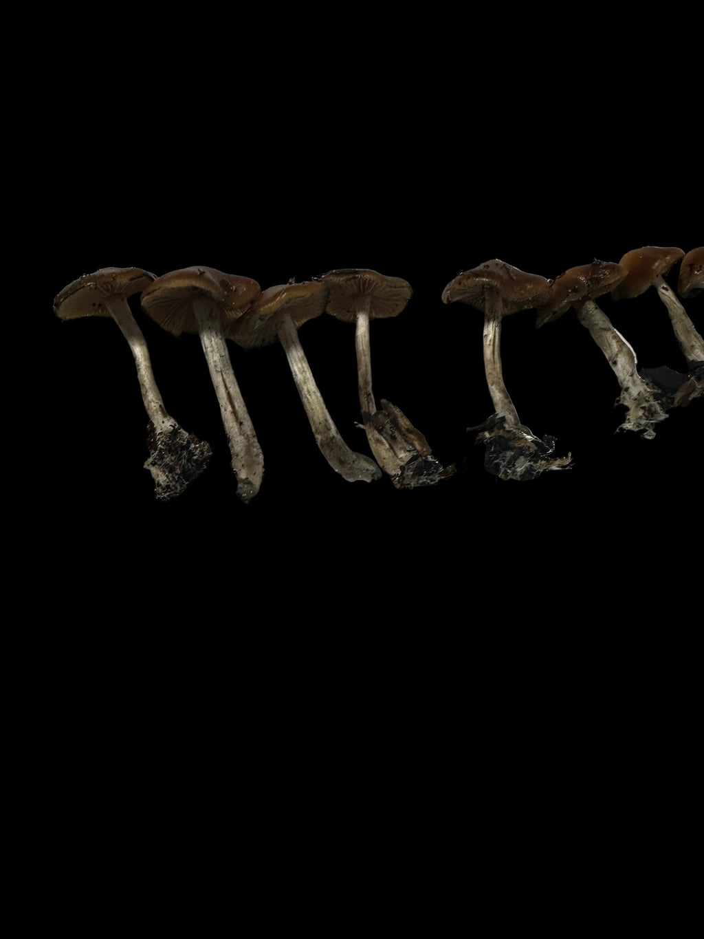 Psilocybe Cyanescens
