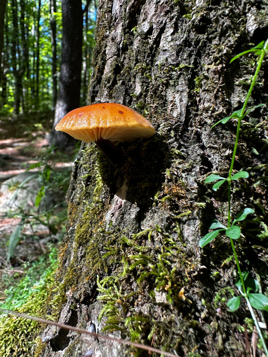 Flammulina velutipes