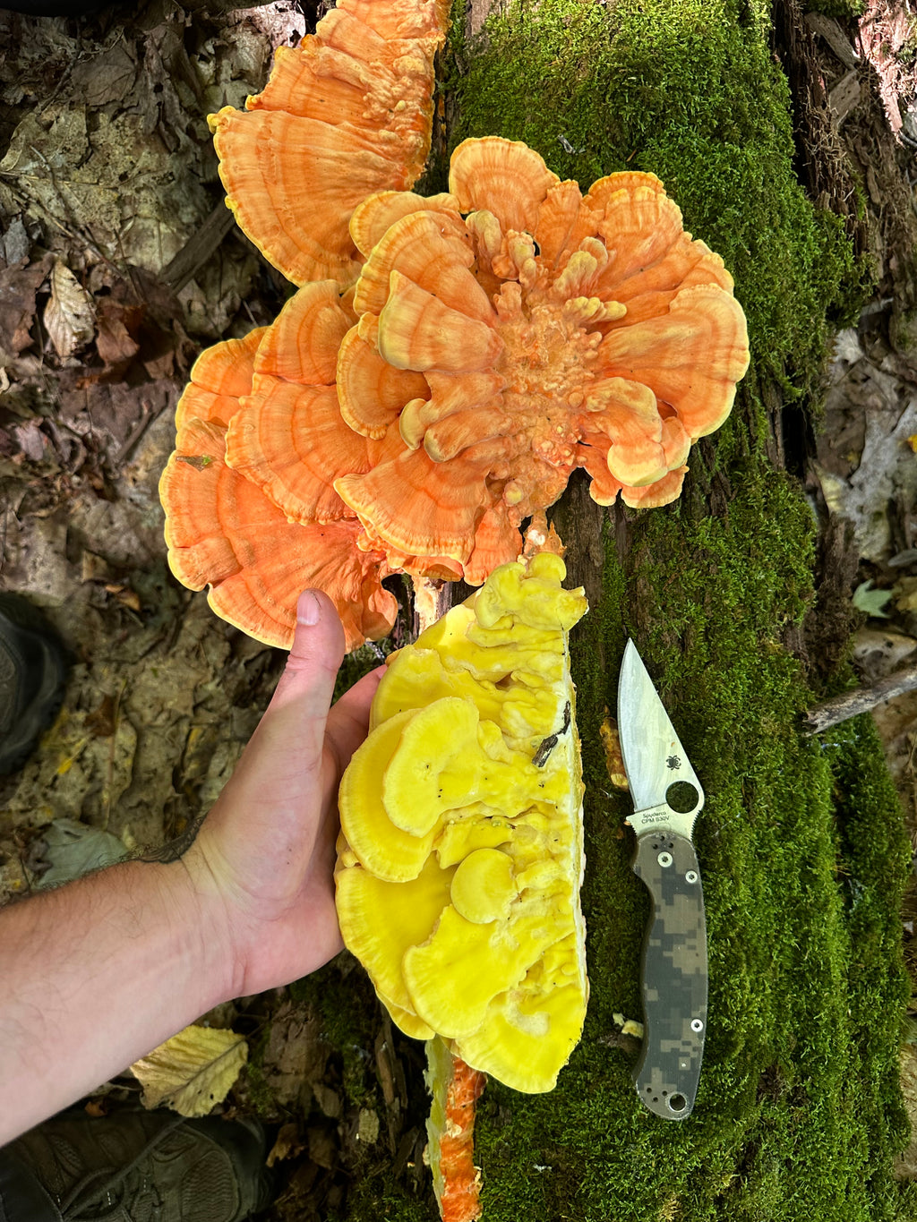Chicken of The Woods