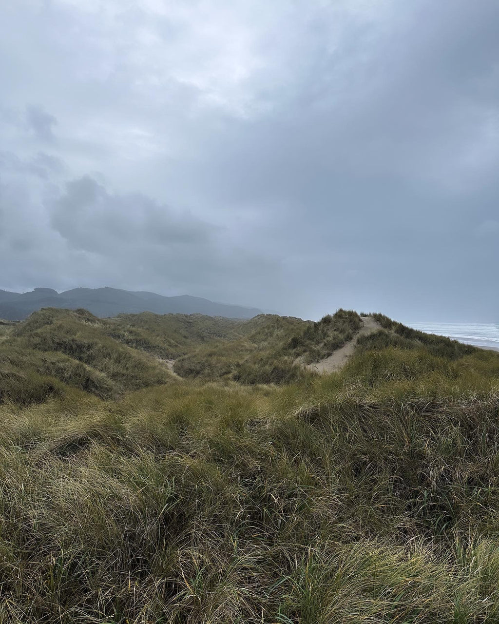 Psilocybe Cyanescens