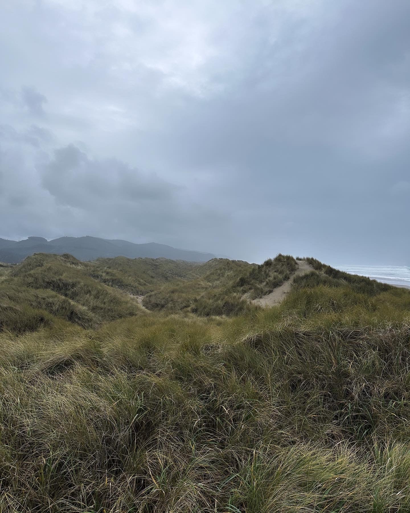 Psilocybe Cyanescens