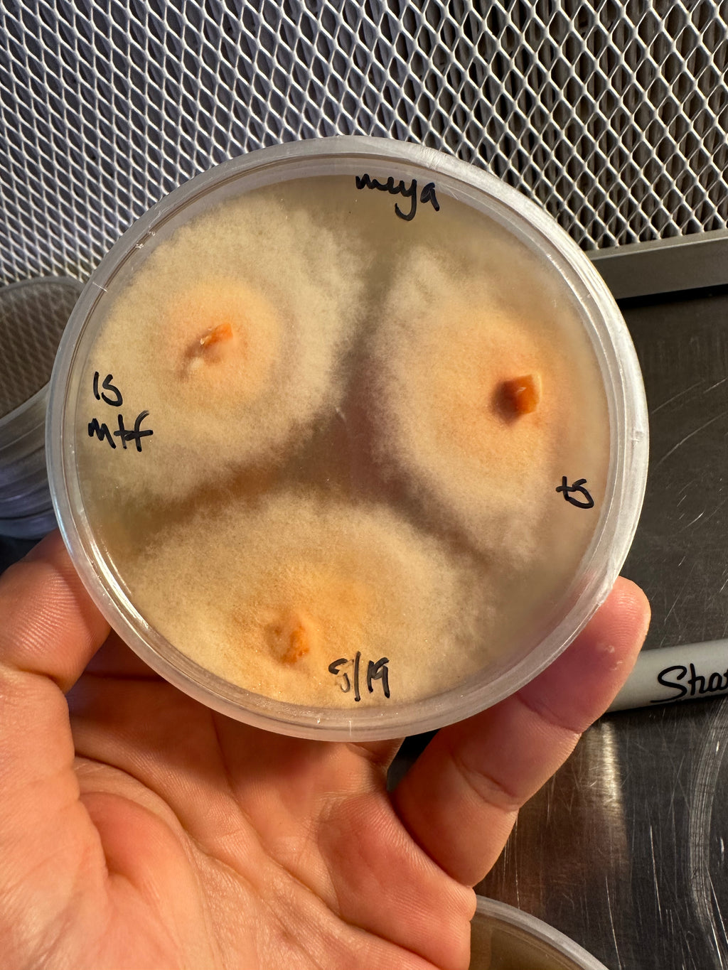 Chicken of The Woods