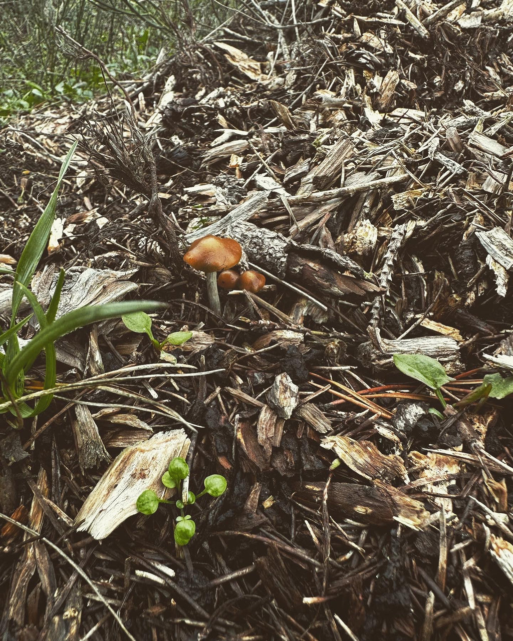 Psilocybe Cyanescens