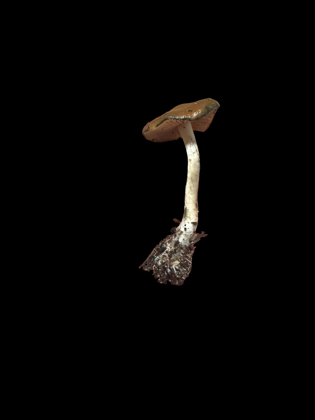 Psilocybe Cyanescens