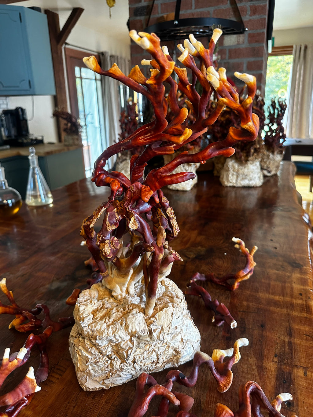 Ganoderma Multipileum