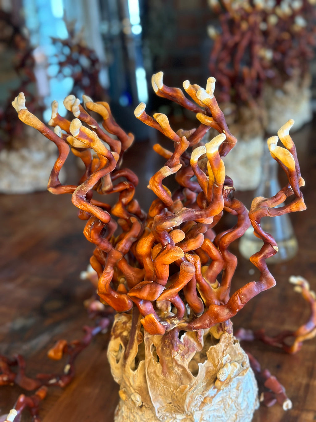 Ganoderma Multipileum