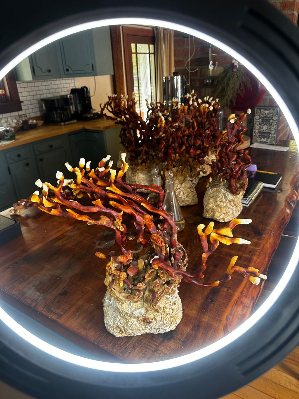 Ganoderma Multipileum