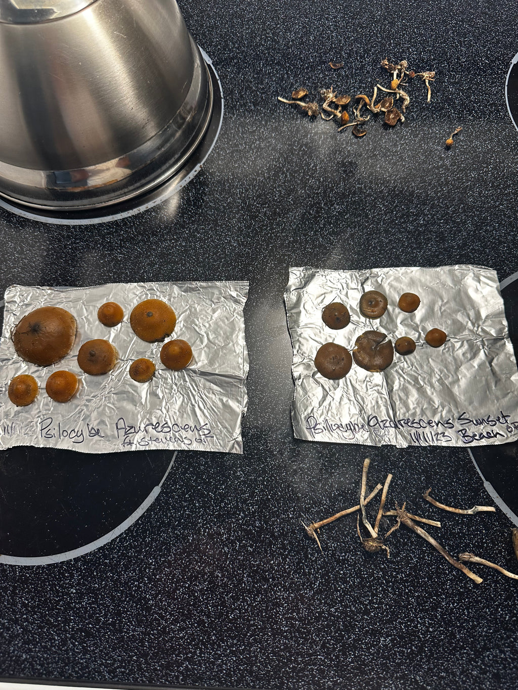 Psilocybe Cyanescens