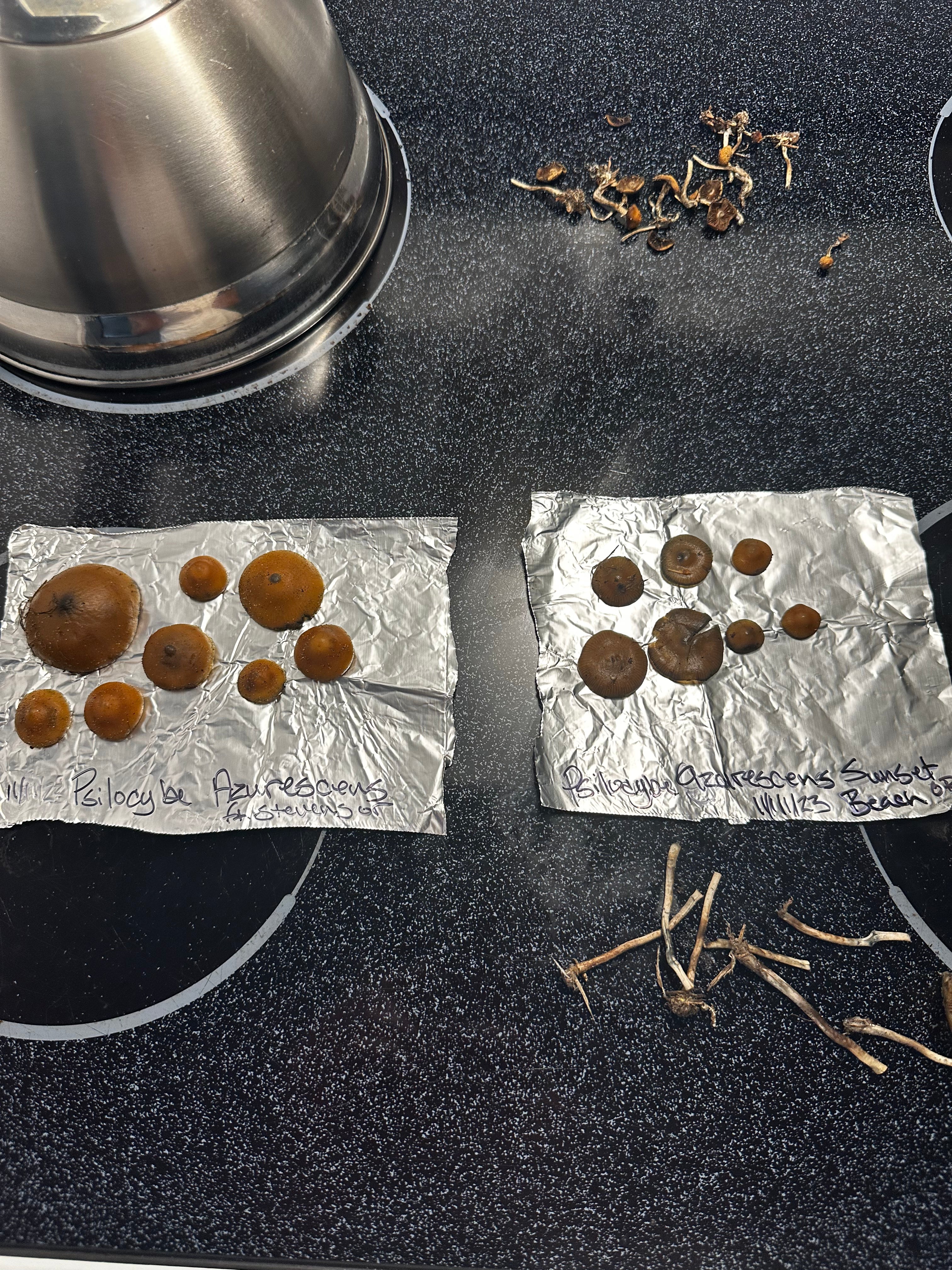 Psilocybe Cyanescens