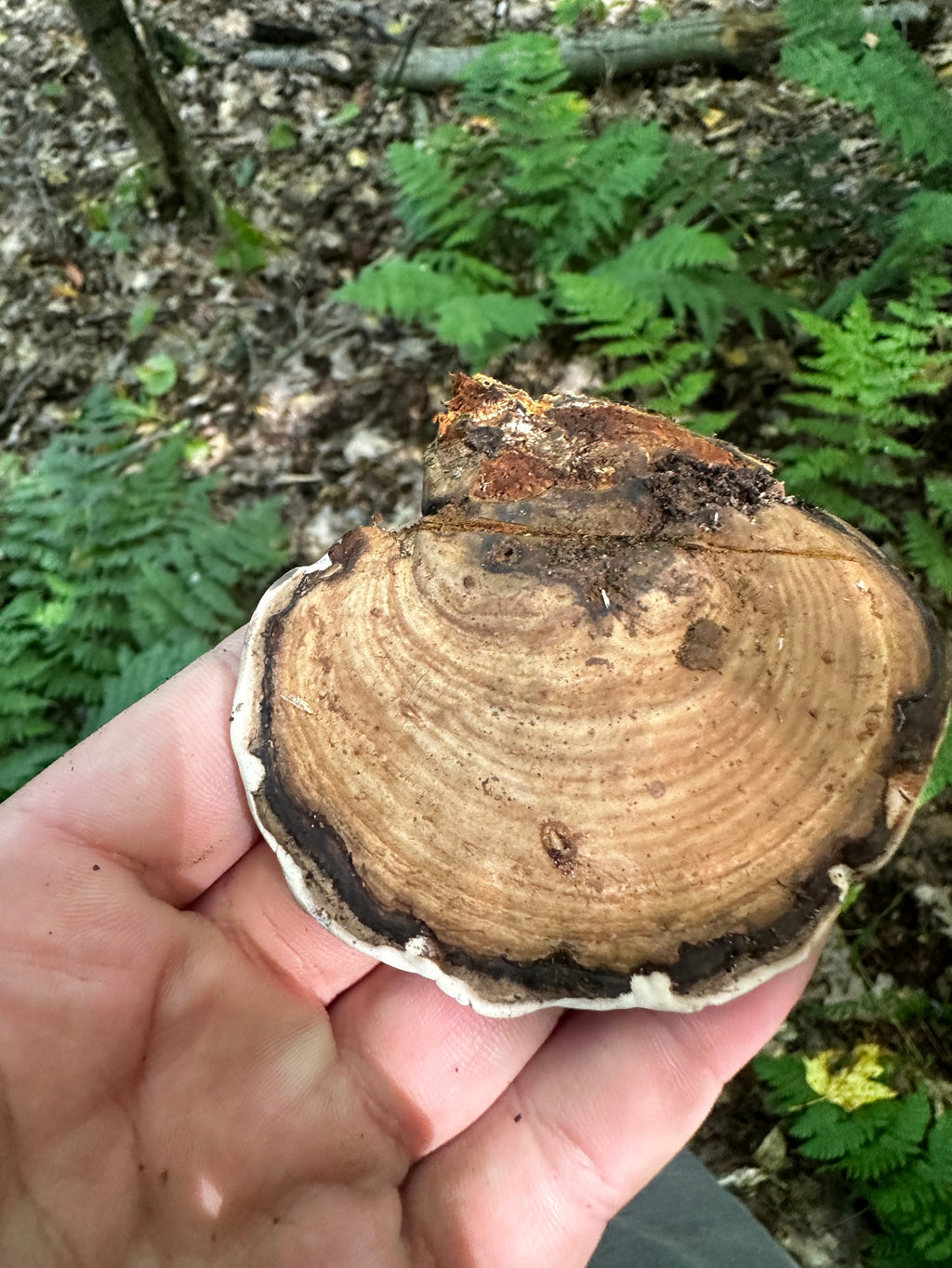 Ganoderma applanatum