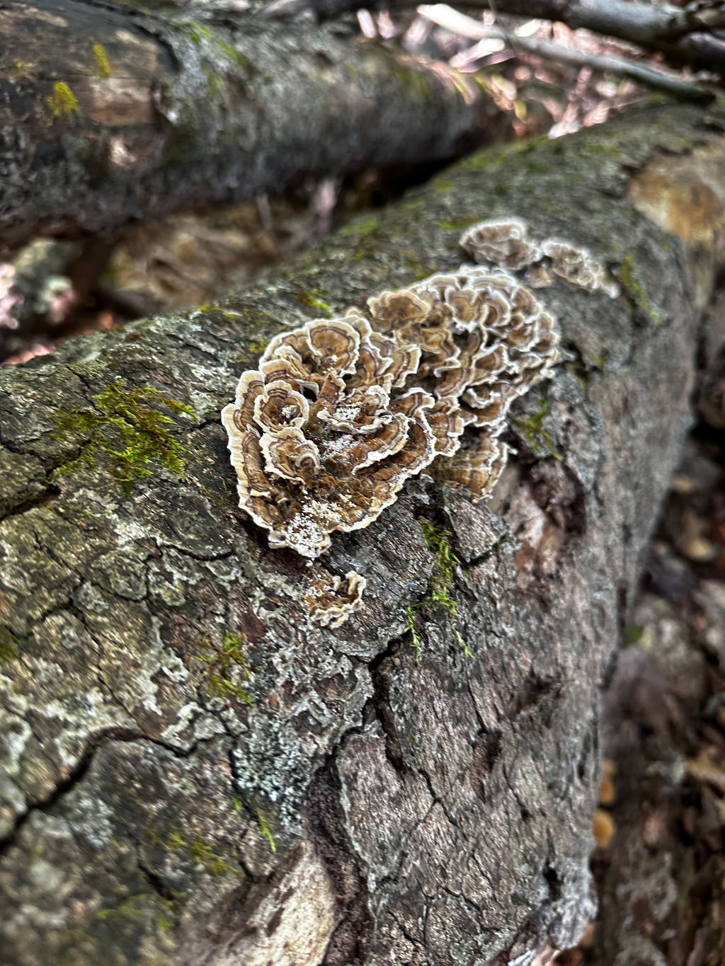 Turkey Tail