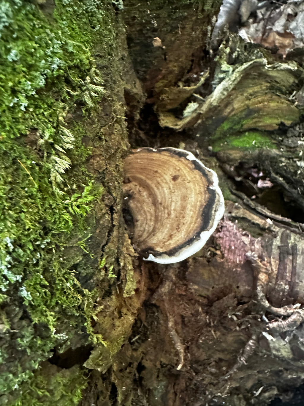 Ganoderma applanatum