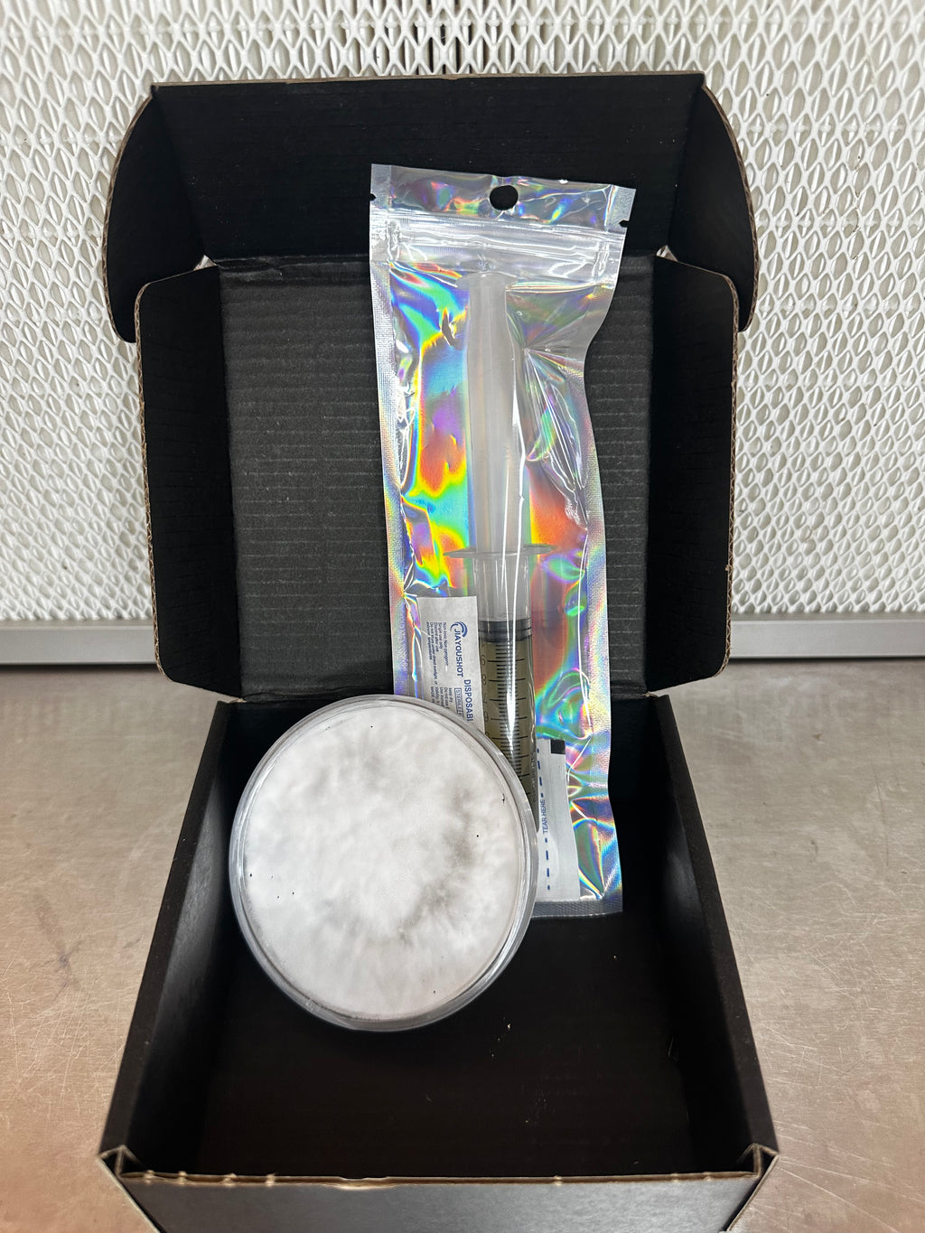 Ganoderma applanatum