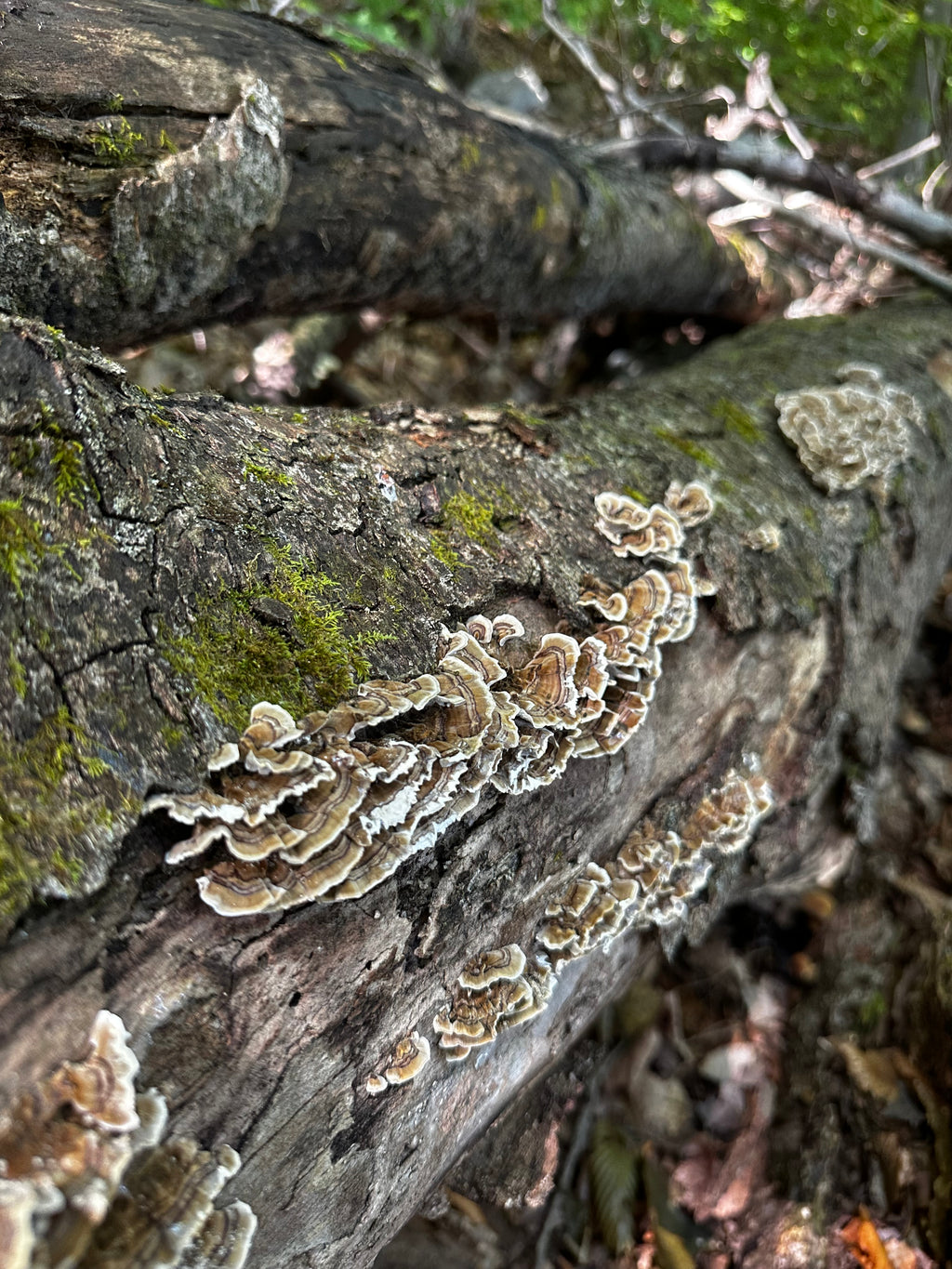 Turkey Tail