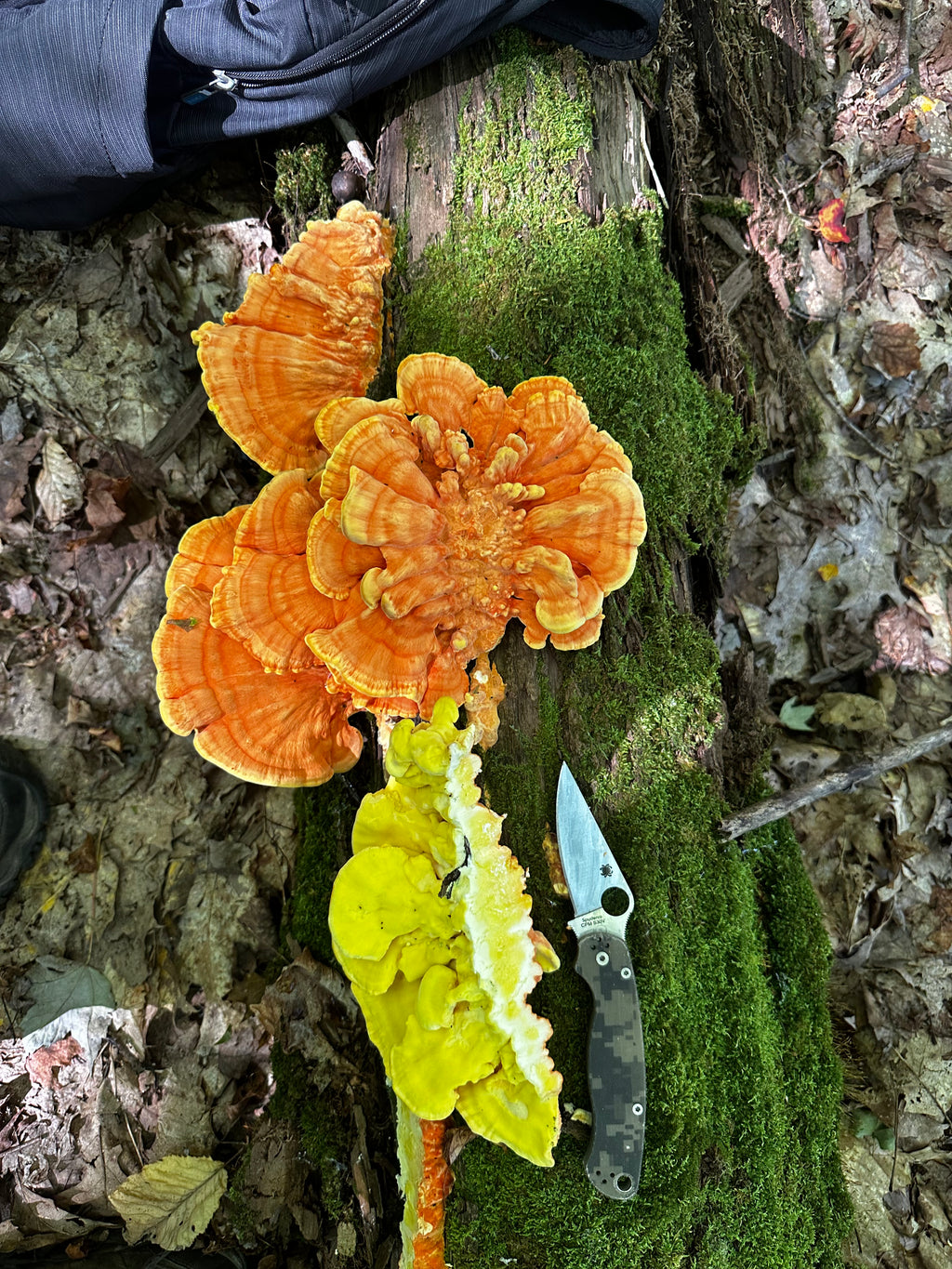 Chicken of The Woods