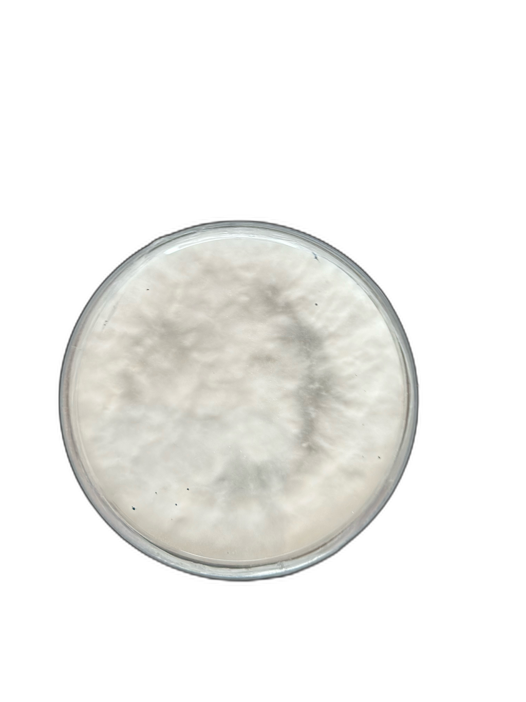 Psilocybe Cyanescens