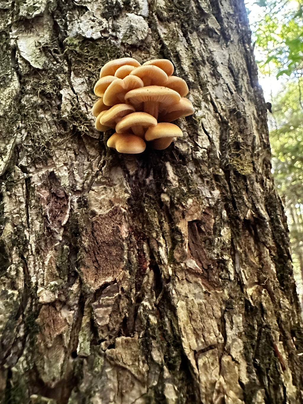 Flammulina velutipes