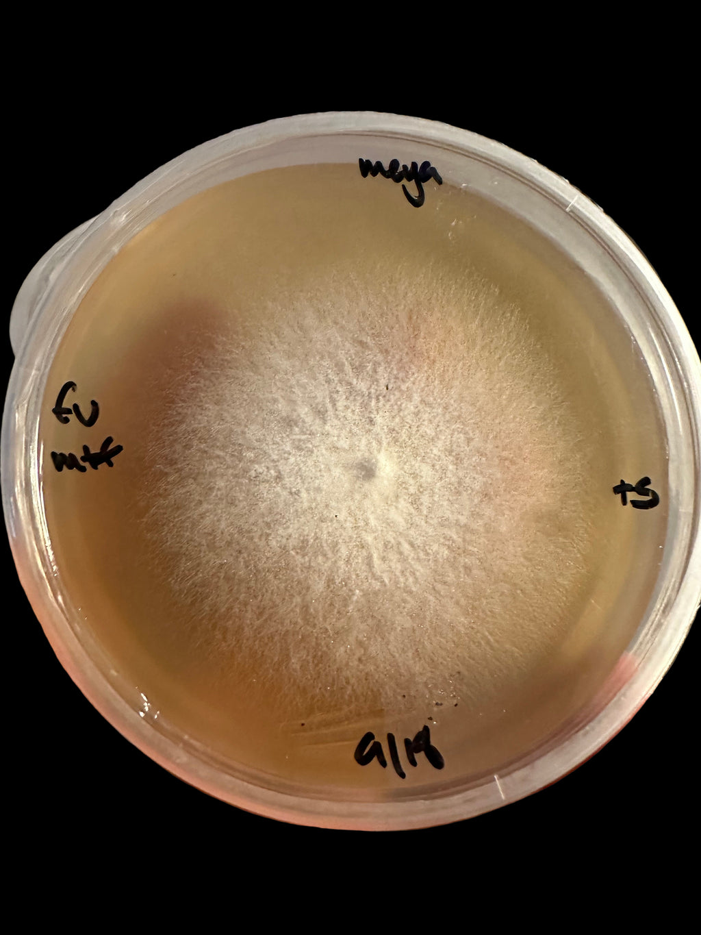 Flammulina velutipes